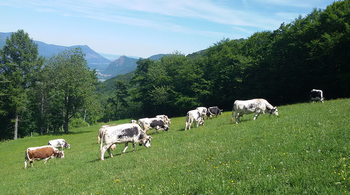 Azienda Agricola Giovale Manuel